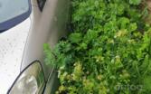 Toyota Avensis Verso 1 generation [restyling] Minivan